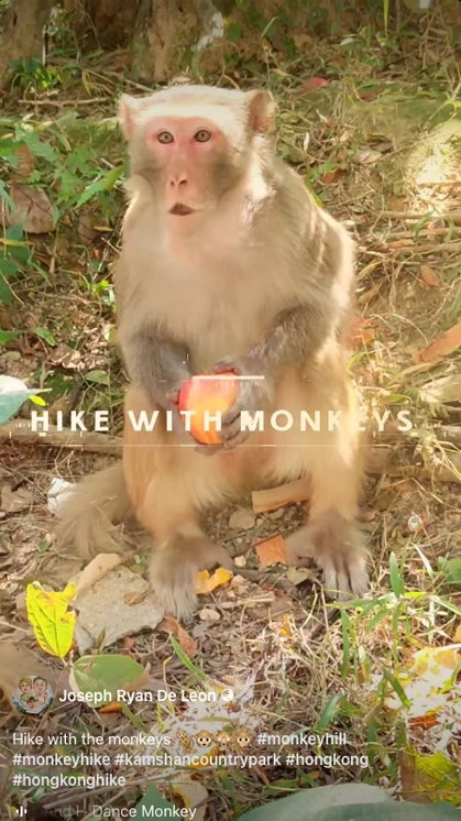 Hike With Monkeys